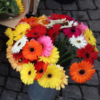 Gerbera Micro Mini Mixed Color Flower Seeds