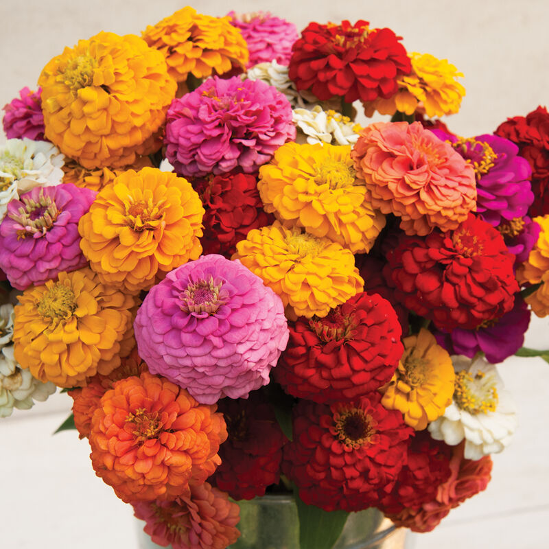 Oklahoma Formula Mix Improved Zinnia