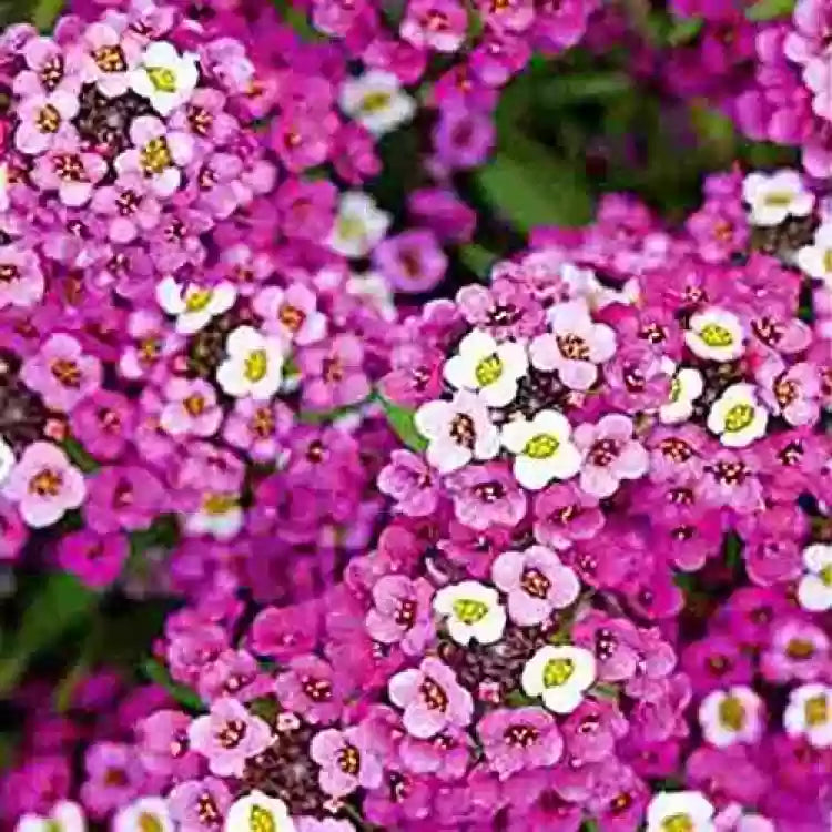 Alyssum Rosie O Day Seeds