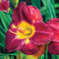 Plum Perfect Reblooming Daylily