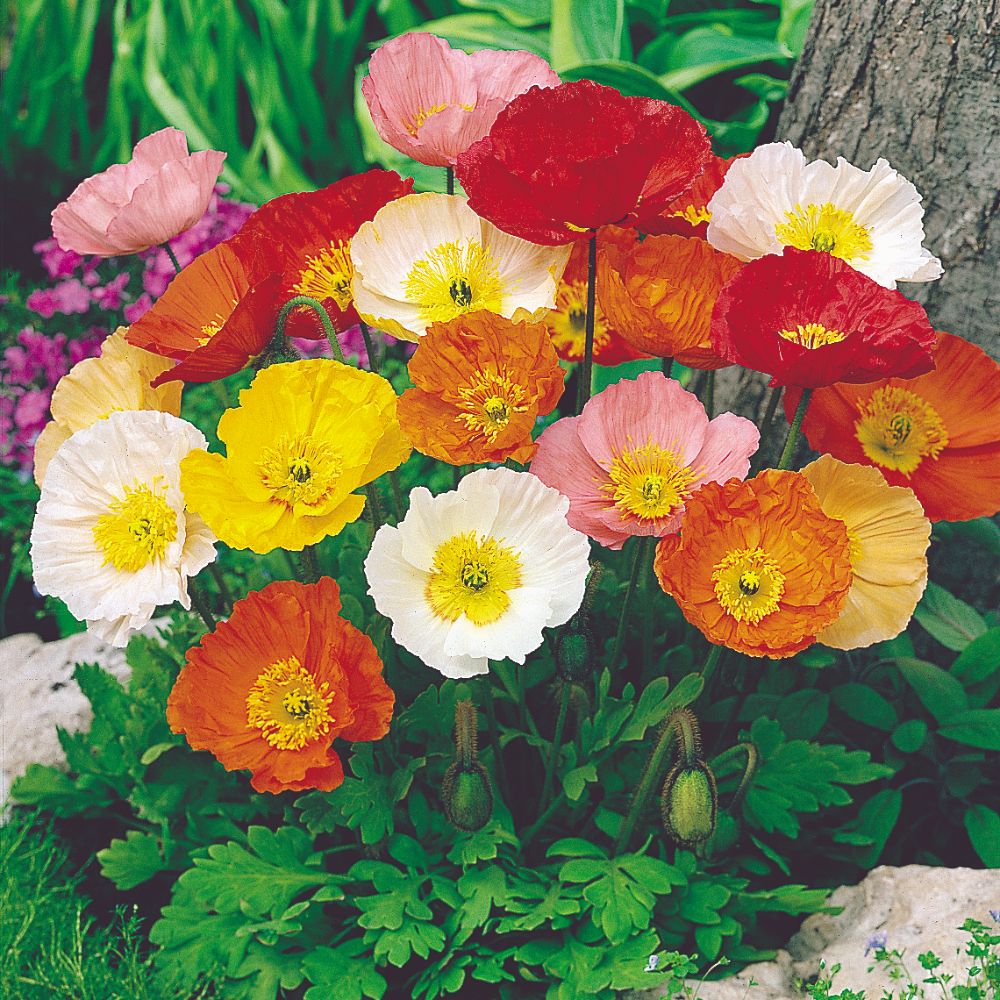 Poppy Iceland Nudicale Mixed Color Seeds