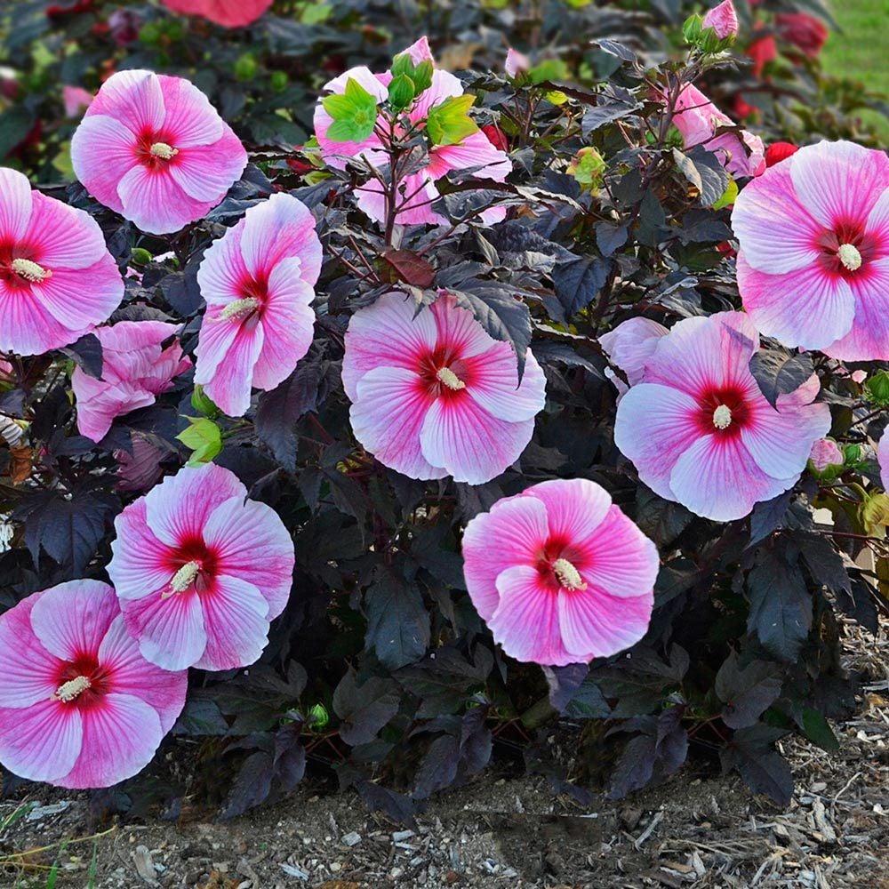 Starry Starry Night Hibiscus