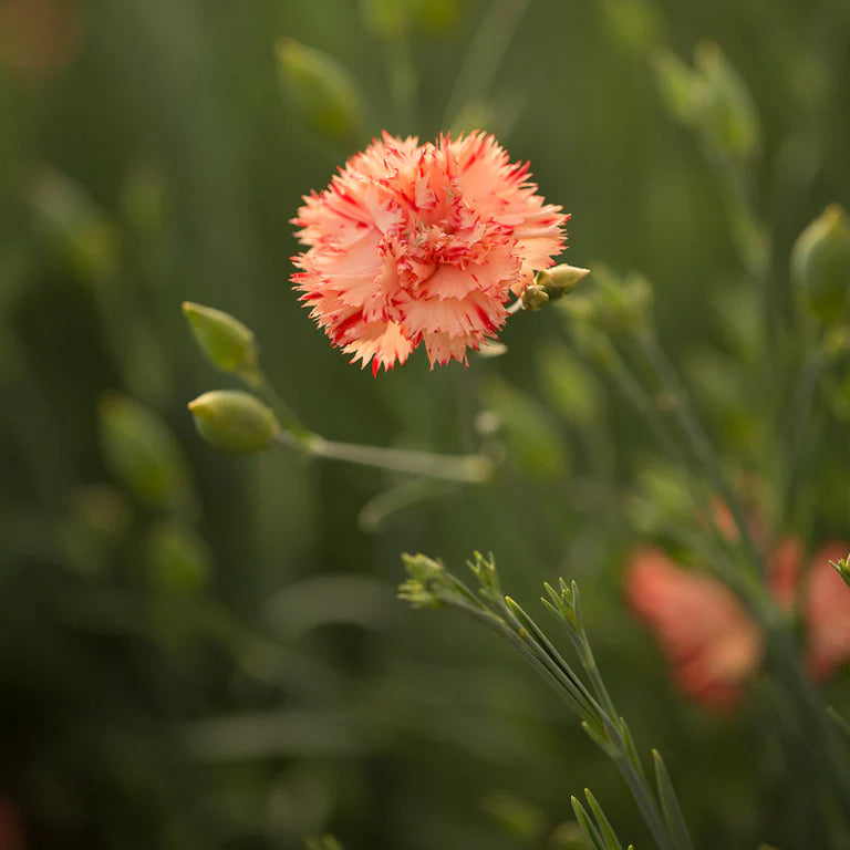 Chabaud Orange Sherbet – Dianthus Seed