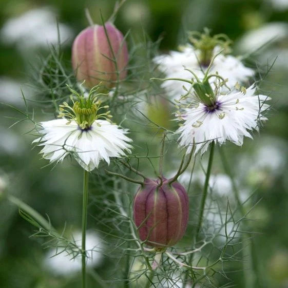 Albion Black Pod – Nigella Seed