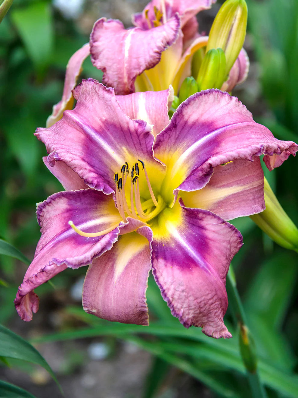 Mildred Mitchell Reblooming Daylily