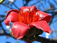 Salmalia Malabarica, Cotton Tree Seeds