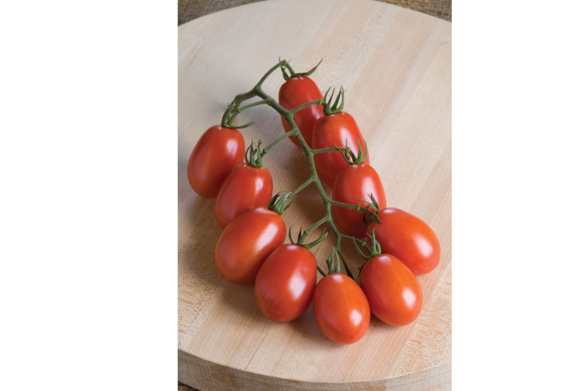 Verona – Tomato Seed