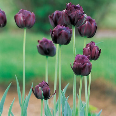 Black Hero Tulip Seeds