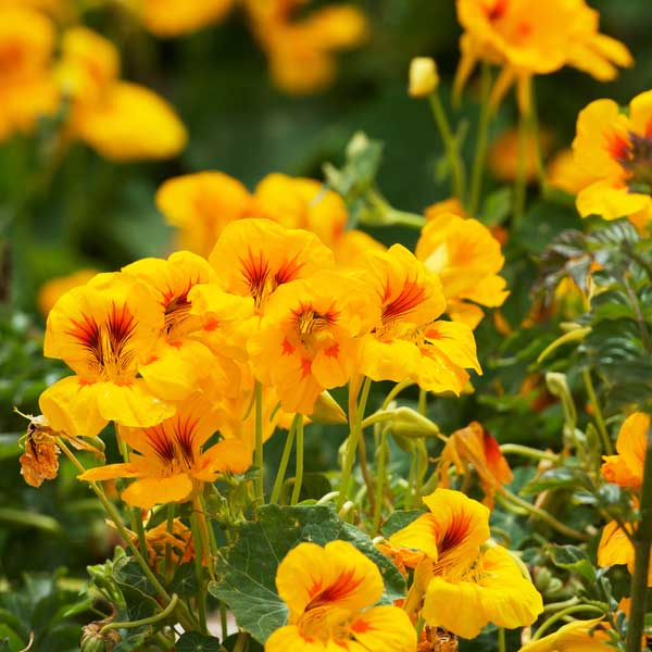 Nasturtium Golden Yellow Seeds