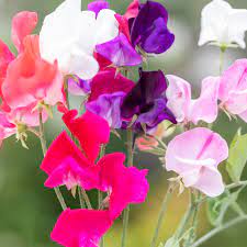 Sweet Pea Bonanza Mixed Color Flower Seeds