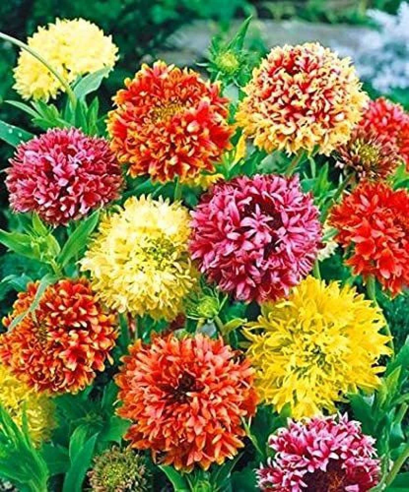 Gaillardia Double Mixed Color Desi Flower Seeds