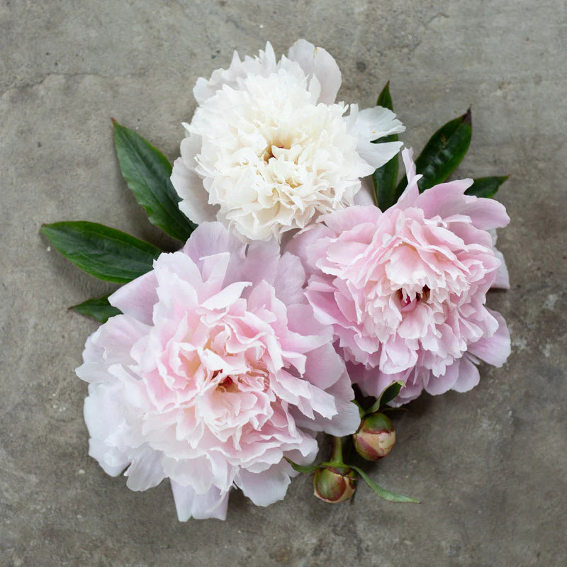 Alertie Peony