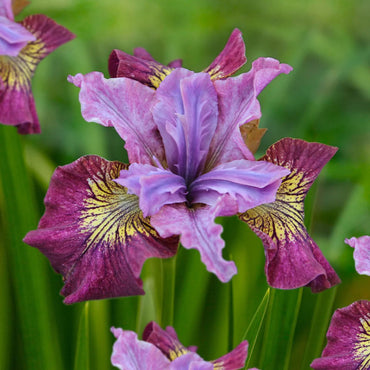 Miss Apple Siberian Iris