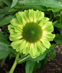 Apple Green Coneflower