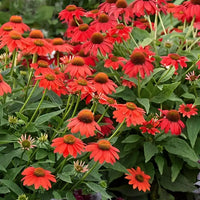 Lakota Red Coneflower