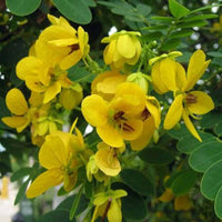 Cassia Glauca Seeds