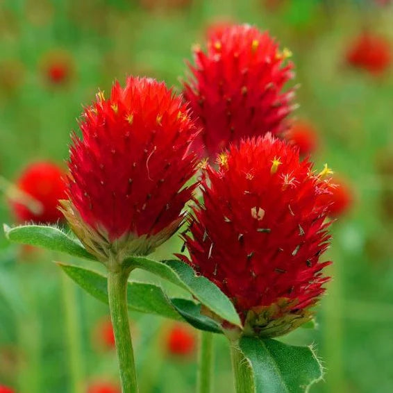 Gomphrena Haageana Strawberry Seeds