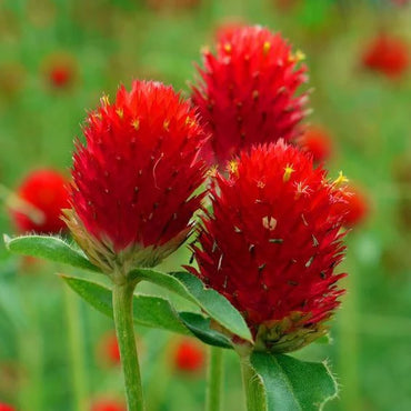 Gomphrena Haageana Strawberry Seeds