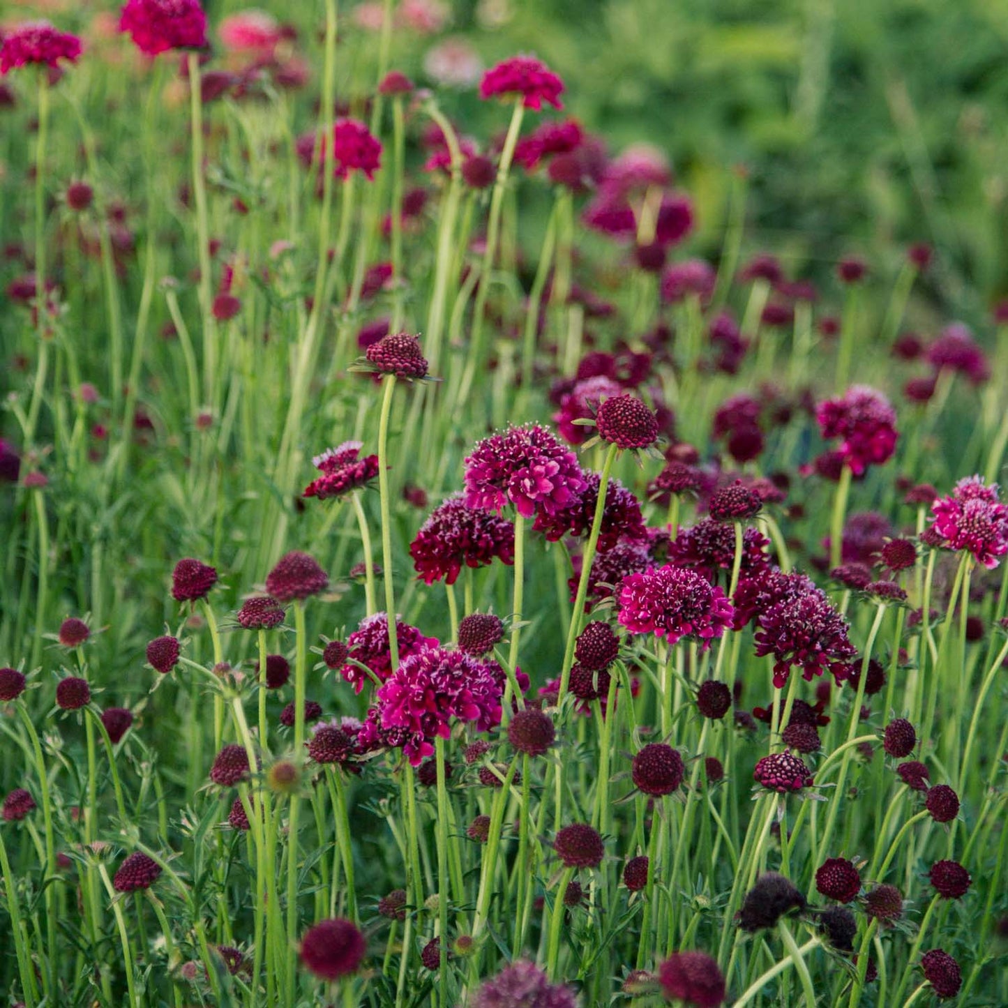 Merlot Red – Scabiosa Seed