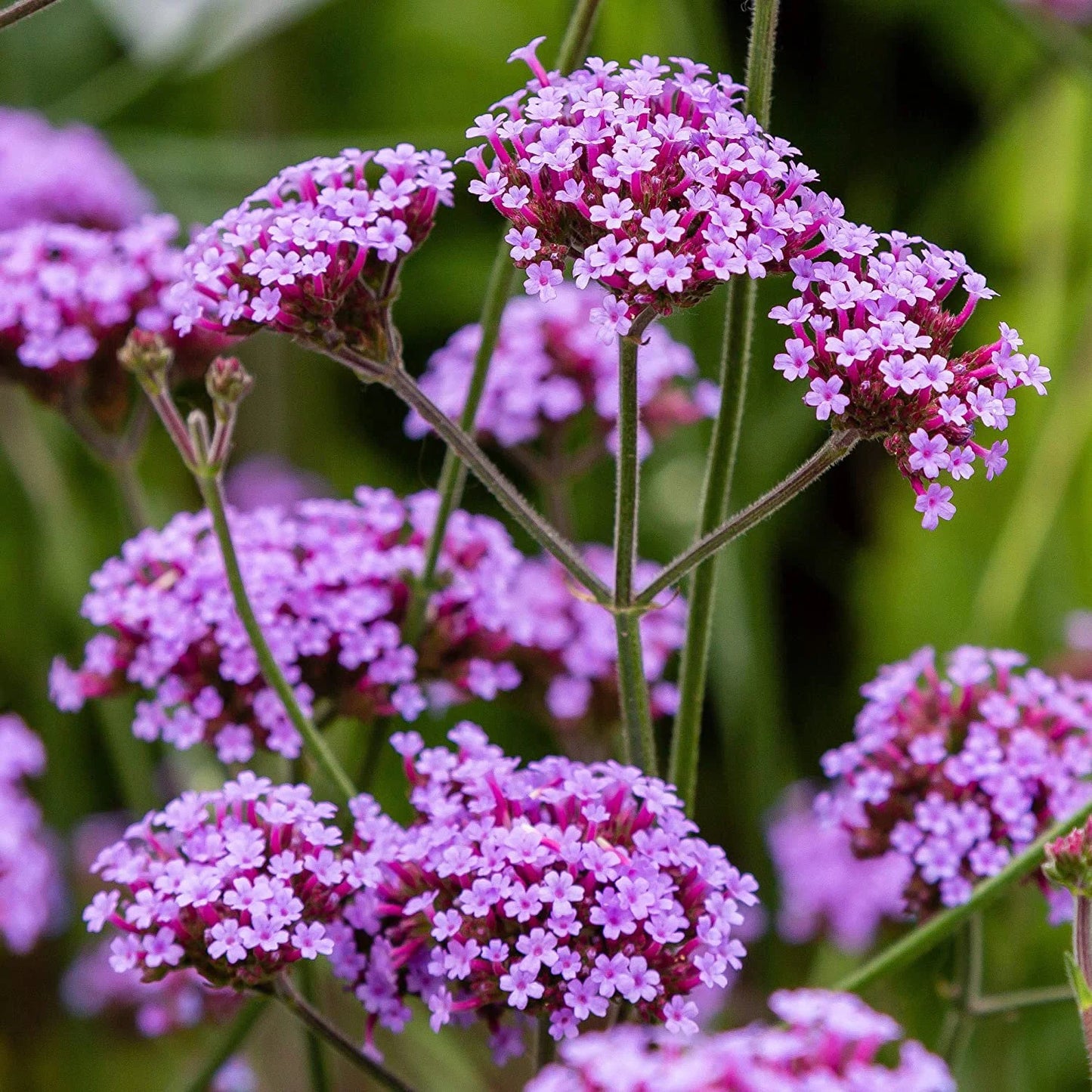 Verbena bonariensis – Flower Seed