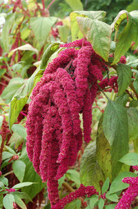 Amaranthus Cadatus Red Desi Flower Seeds