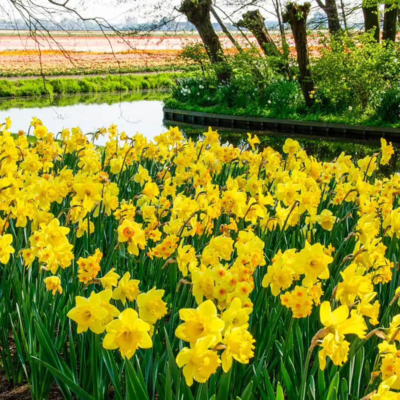 3 Months of Yellow Daffodils Seeds