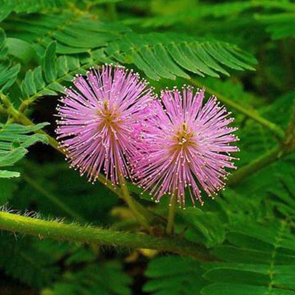 Mimosa Pudica Touch