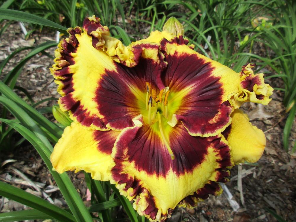 Bach Cantata Reblooming Daylily