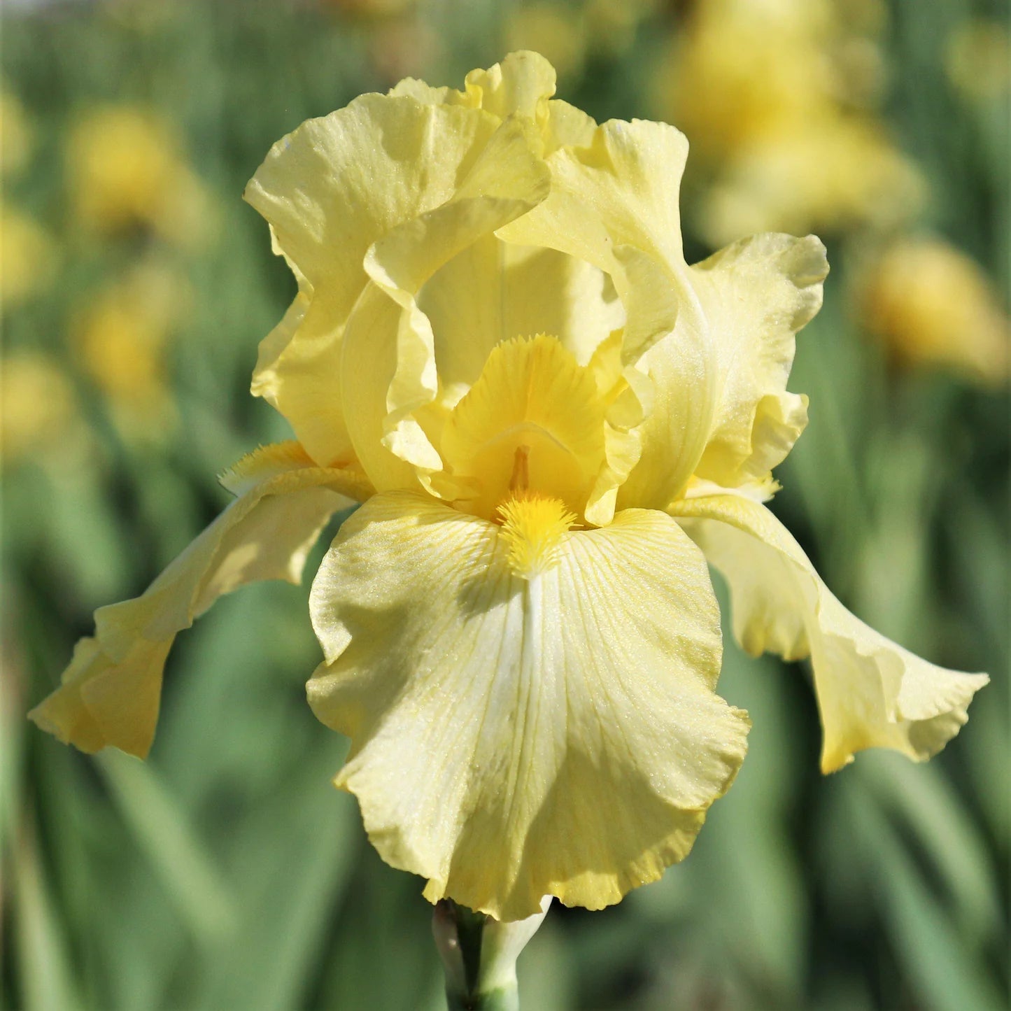 Harvest of Memories Reblooming Bearded Iris