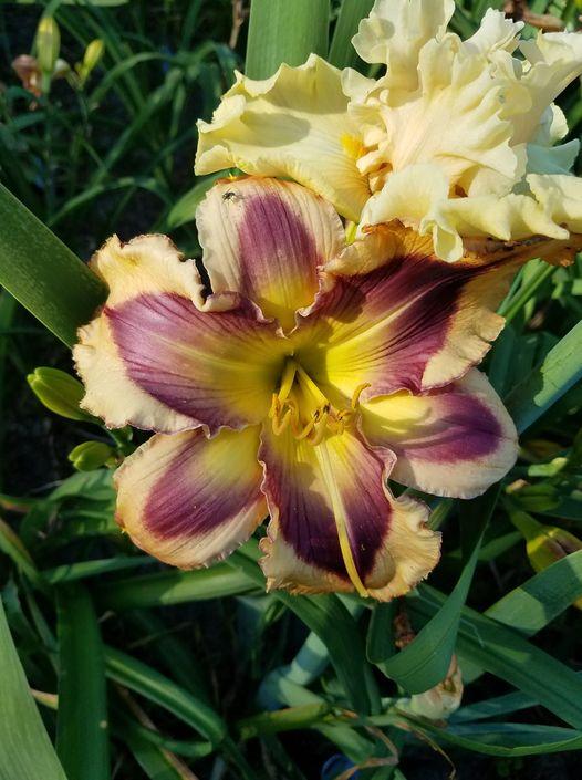 Chasing Ghosts Reblooming Daylily