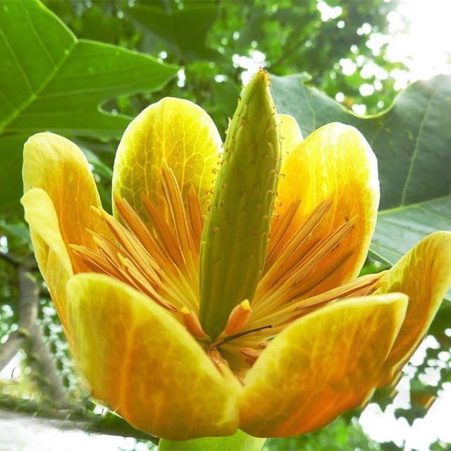 Magnoliaceae Flower Seeds Ornamental Plant Liriodendron Chinense