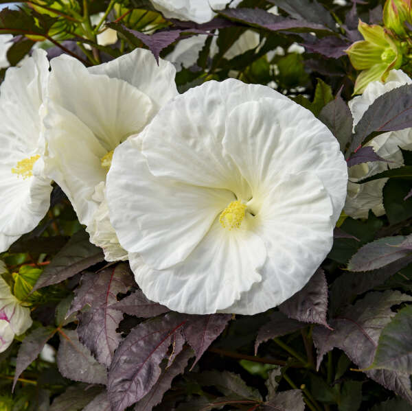 Cookies and Cream Hibiscus