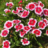 Dianthus Chinensis Flower Seeds