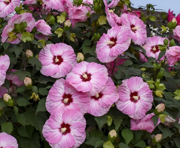 Spinderella Hibiscus