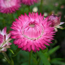 Bright Rose – Strawflower Seed