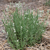 Ellagance White – Lavender Seed