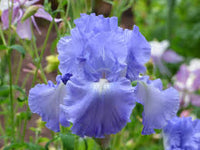 Victoria Falls Reblooming Tall Bearded Iris