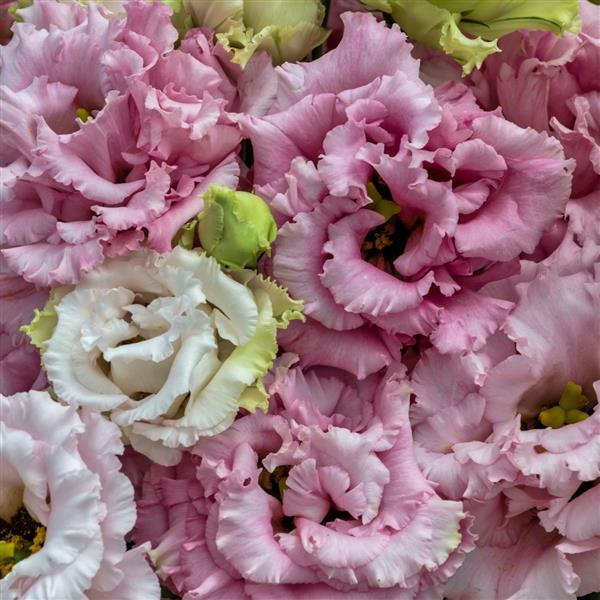 Voyage 2 Pink – Lisianthus