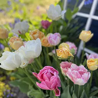 Apricot Cobbler Tulip Mixture Seeds