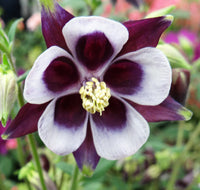 William Guiness Columbine