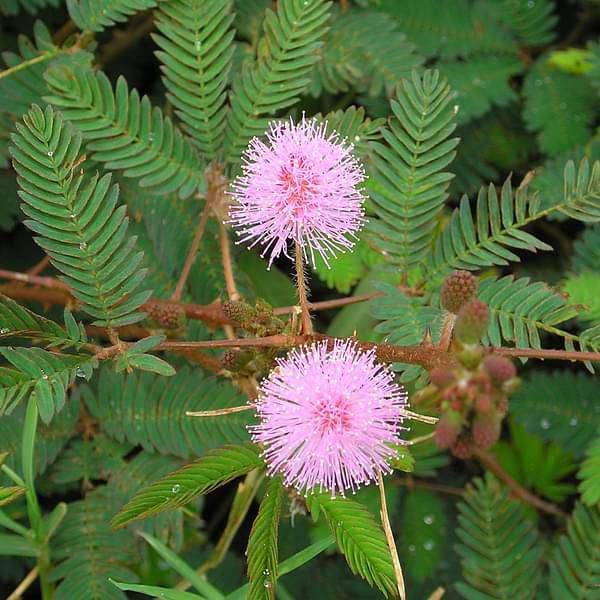 Mimosa Touch Me Not Flower Seeds