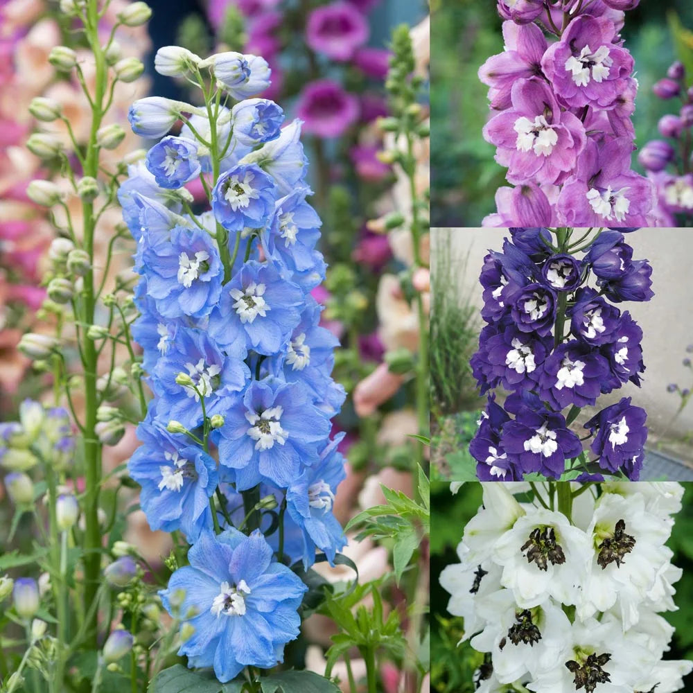 Magic Fountains Mix – Delphinium Seed