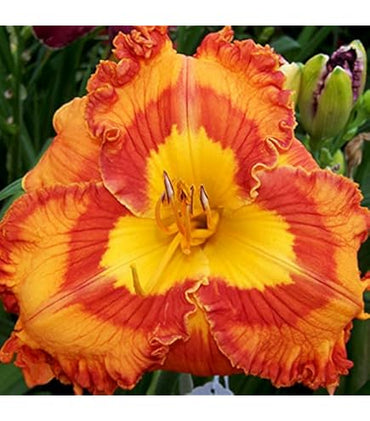 Mexican Fiesta Reblooming Daylily