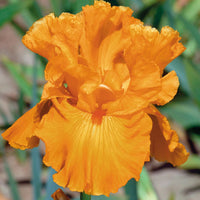 Edgefield Glow Bearded Iris