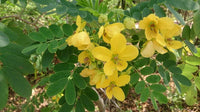 Cassia Absus Seeds