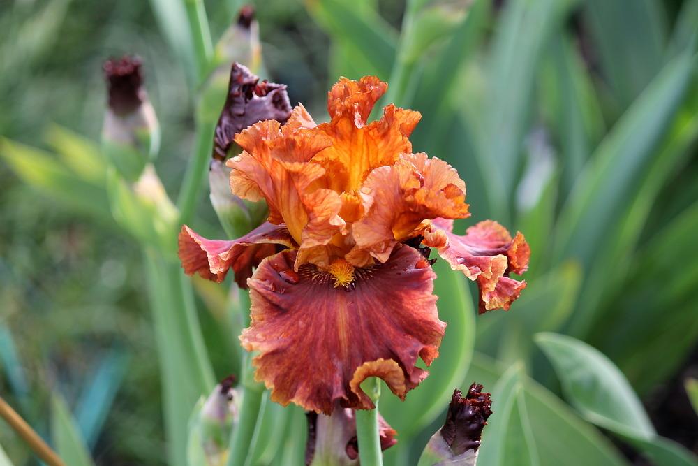 Chestnuts Roasting Bearded Iris