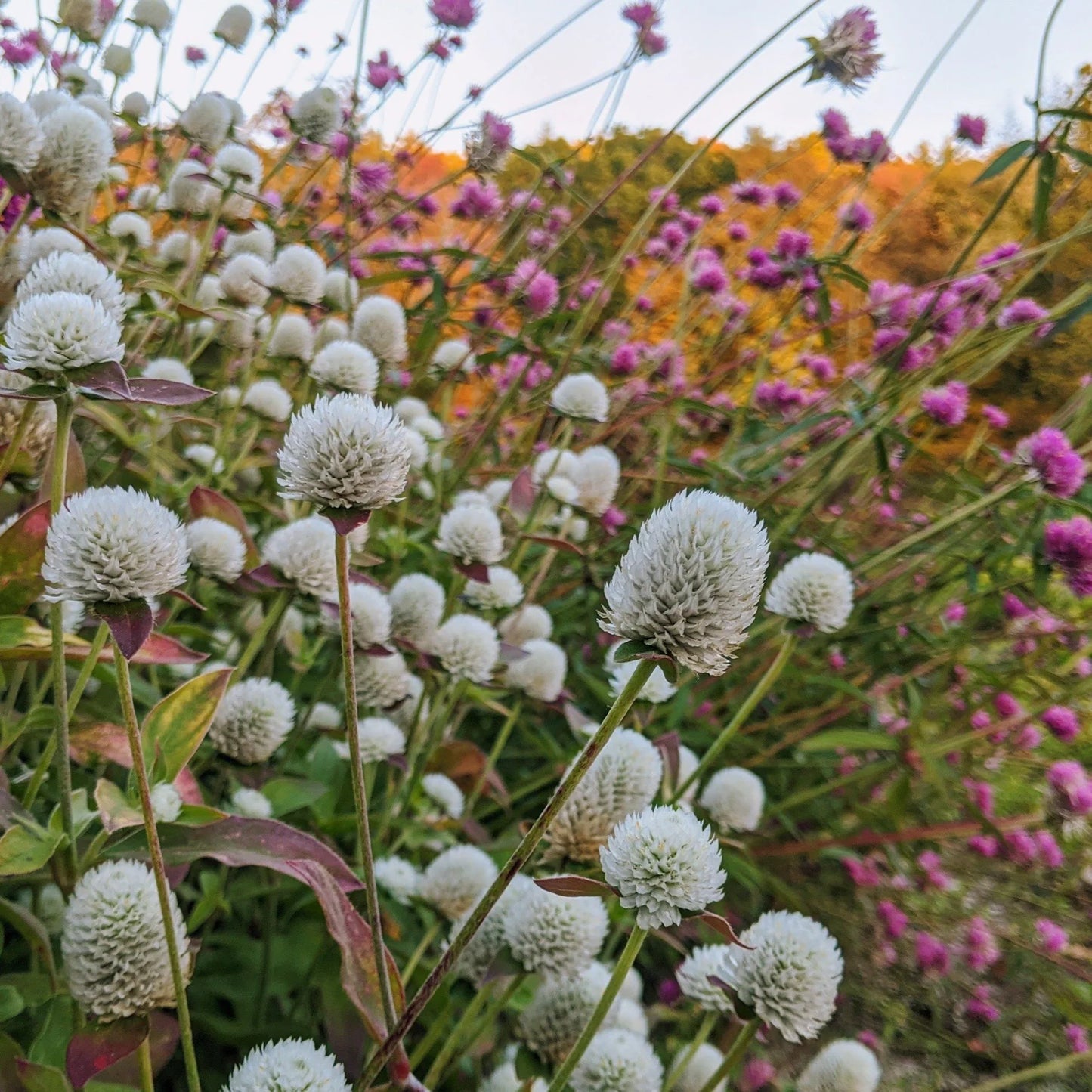 Audray White – Gomphrena Seed