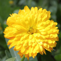 Calendula Bon Bon Yellow Flower Seeds