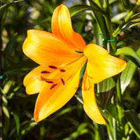 Asiatic Lily- Pearl Justine