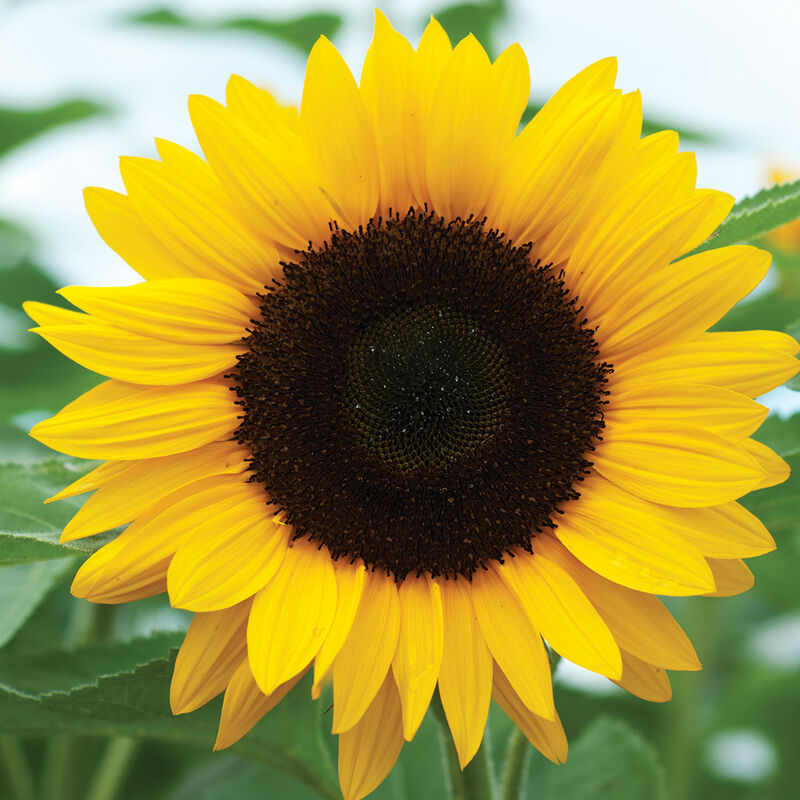 Sunrich Orange Summer – Sunflower Seed